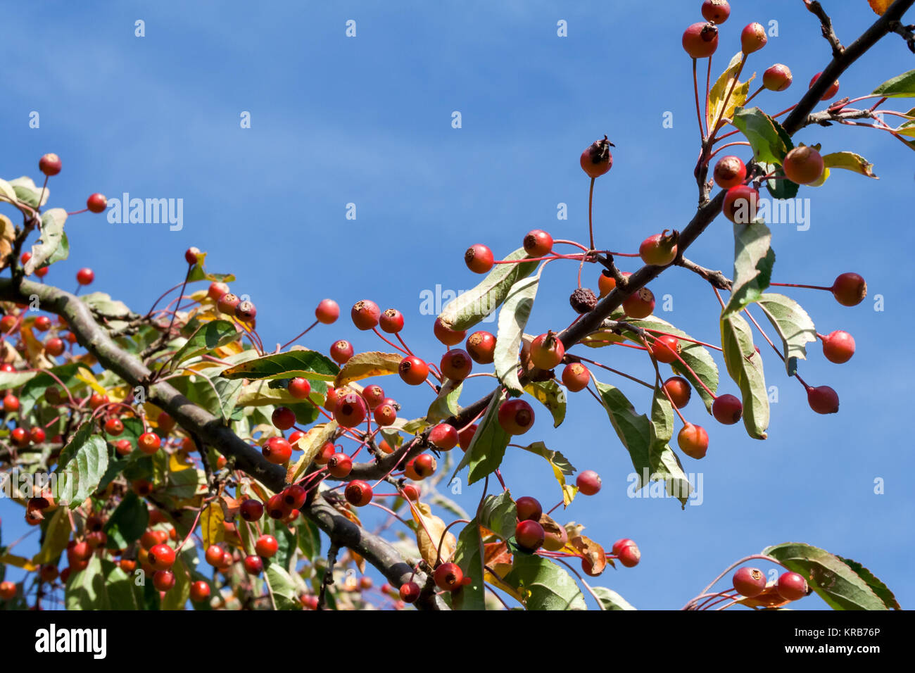 Crab apple trees hires stock photography and images Alamy