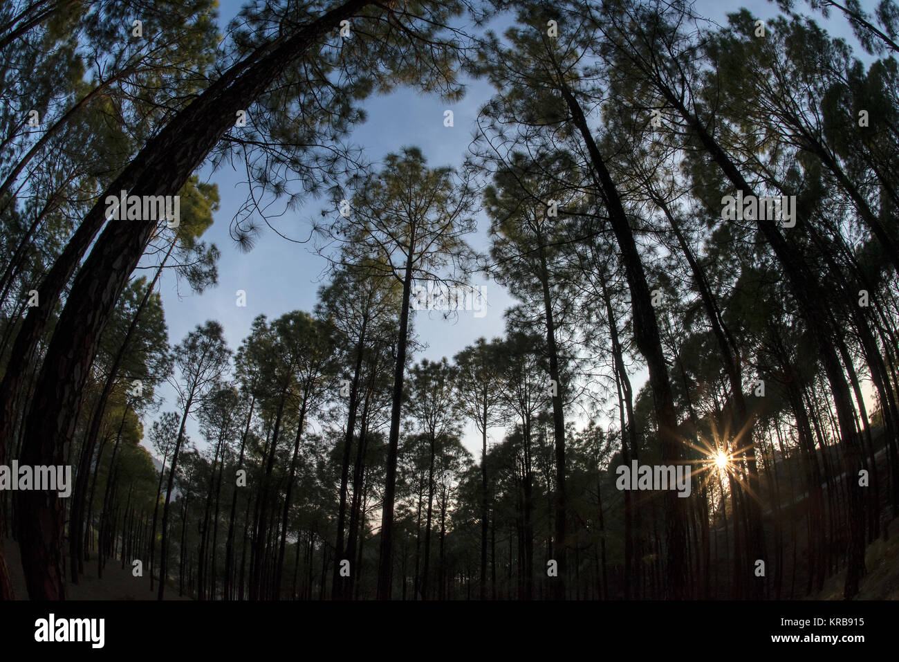 The image of Landscape with pine trees at Kotdwar, Uttarakhand, India Stock Photo