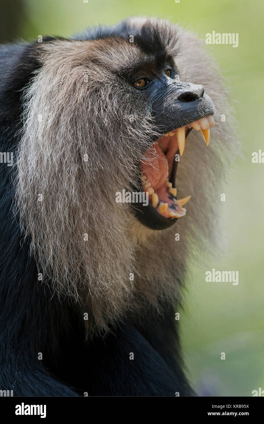 The image of  Lion-tailed macaque (Macaca silenus) at Valparai,Tamil Nadu, India Stock Photo