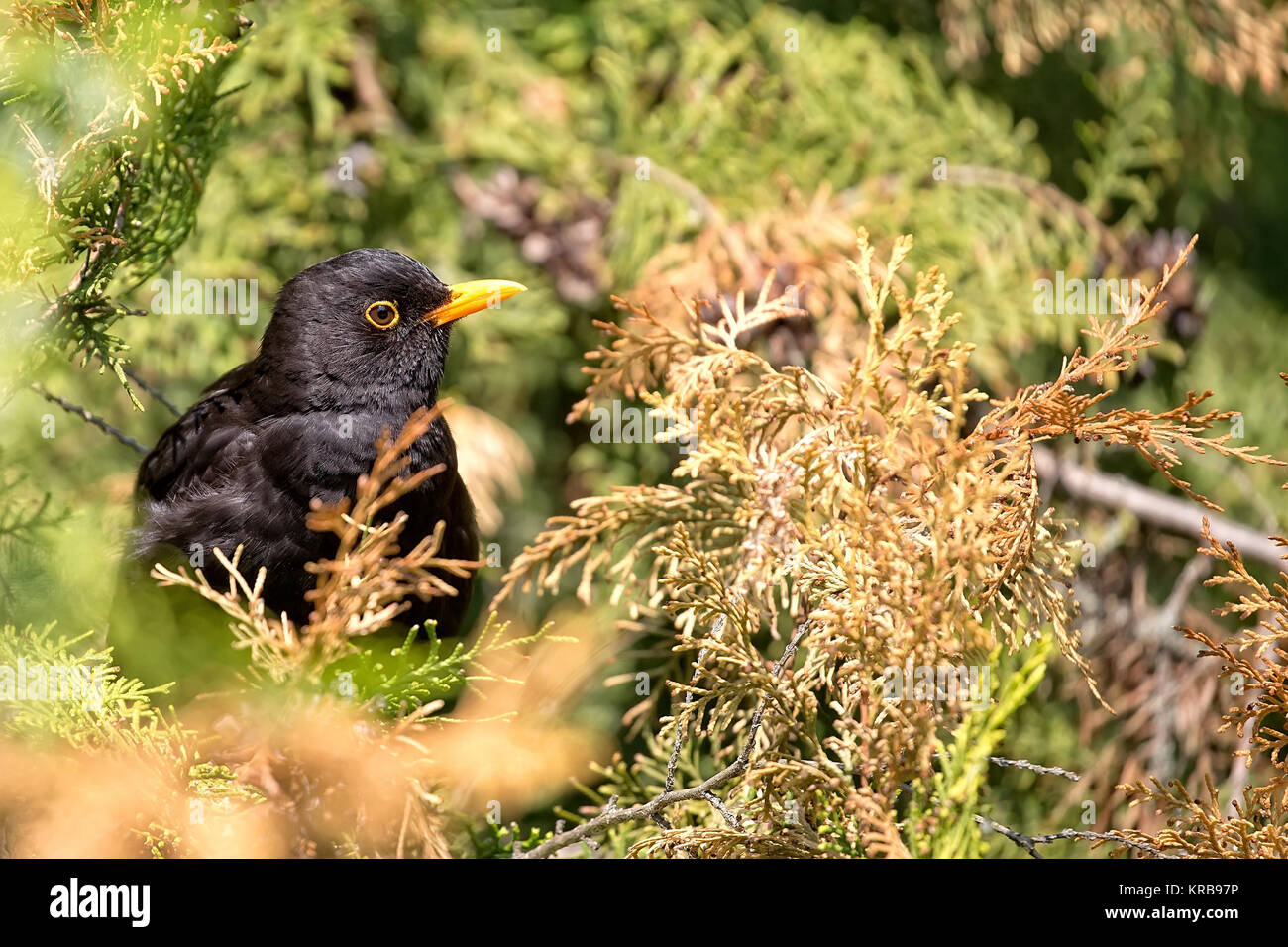 Common Blackbird in the wild Stock Photo