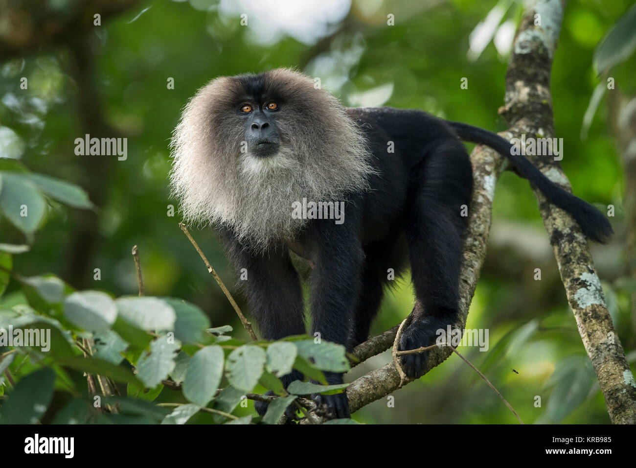 The image of Lion-tailed macaque (Macaca silenus) at Valparai,Tamil Nadu,  India Stock Photo - Alamy
