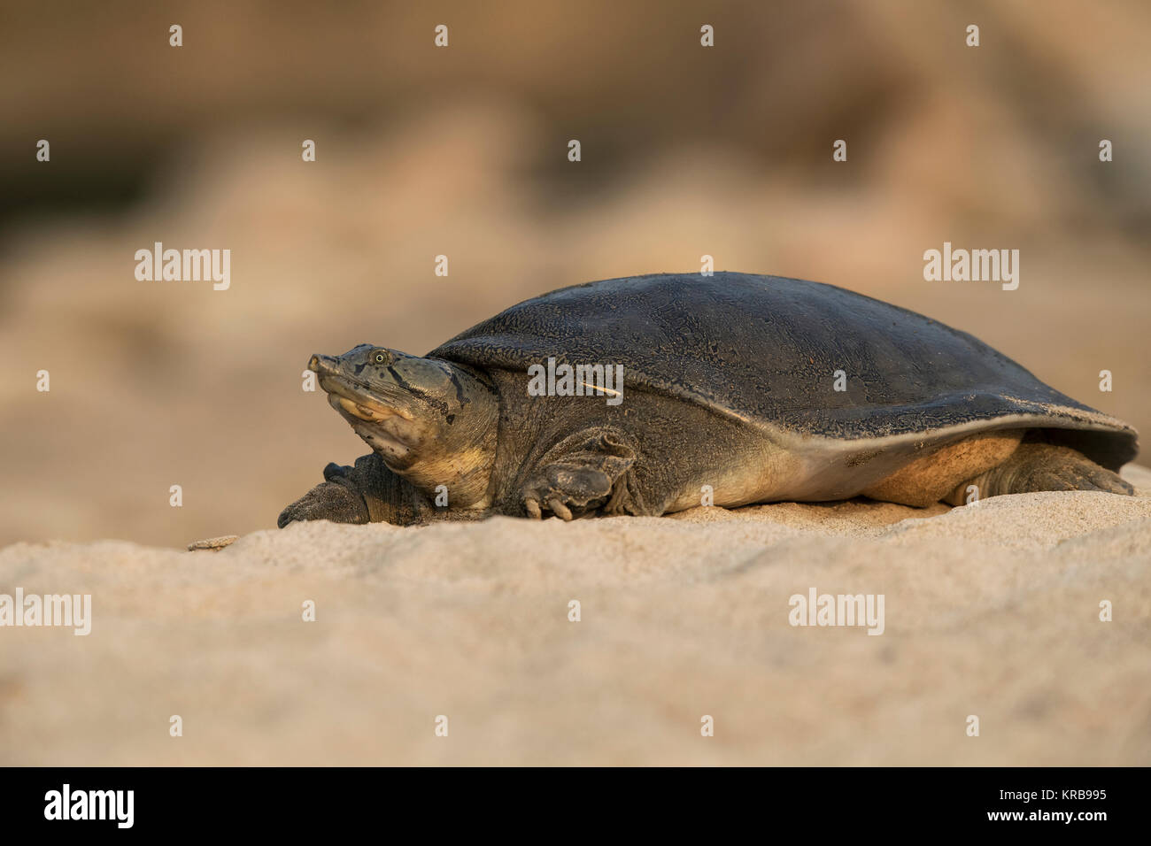 The image of Indian softshell turtle (Nilssonia gangetica), or Ganges softshell turtle in Kotdwar, uttrakhand, India Stock Photo