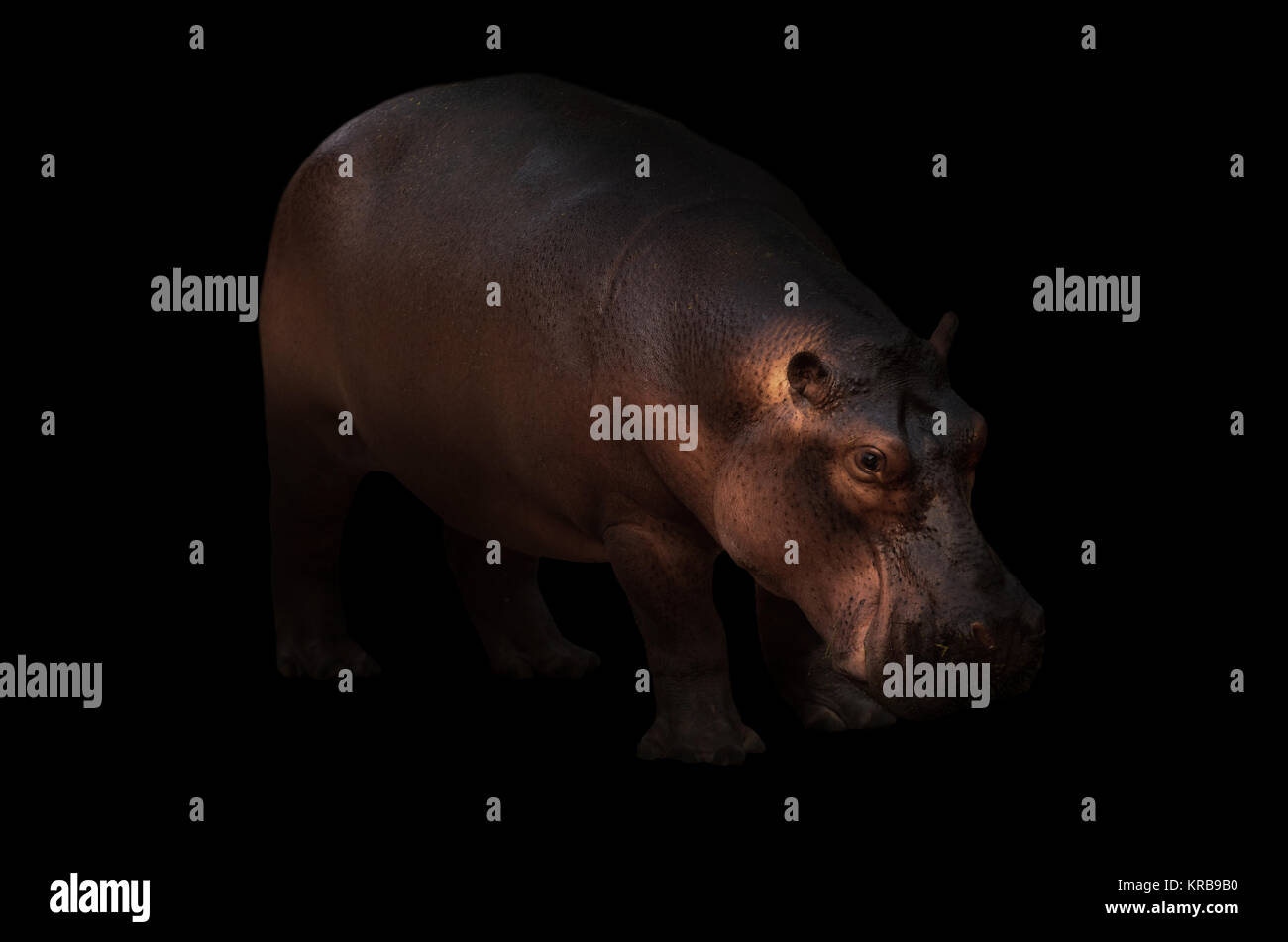 hippopotamus in the dark background Stock Photo - Alamy