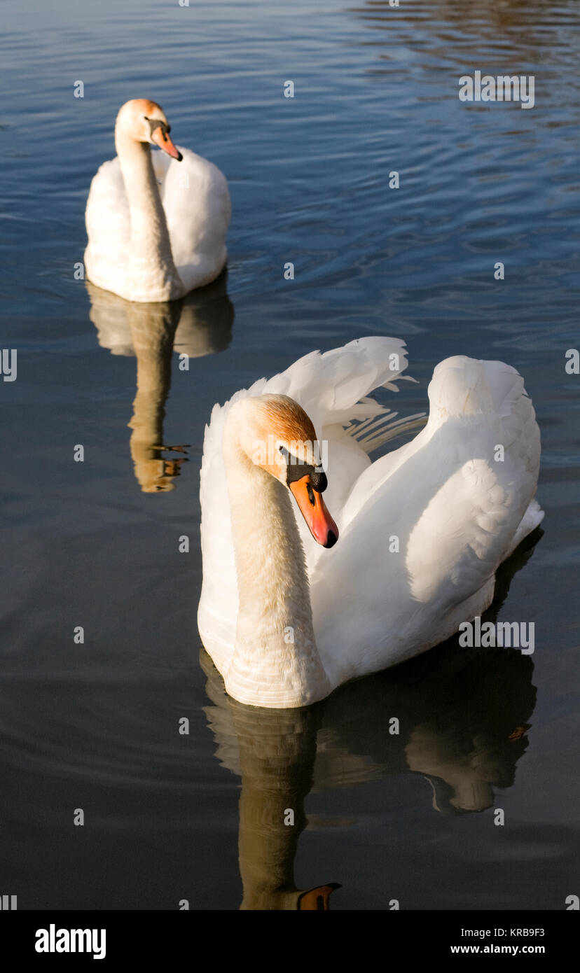 Cygnus olor. A pair of Mute Swans on a lake in Winter. Stock Photo