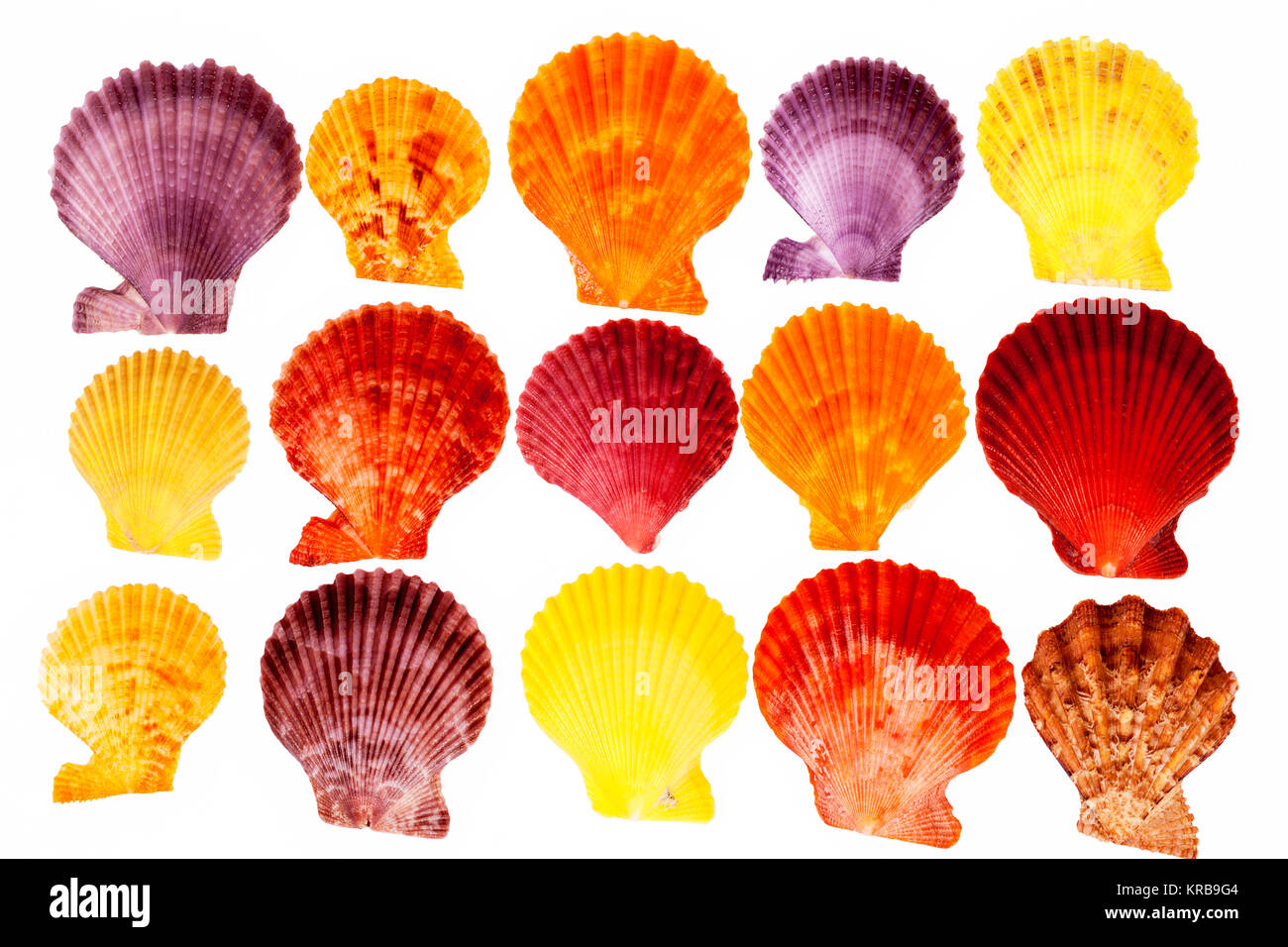 Collection colorful sea shells of mollusk isolated on white background Stock Photo
