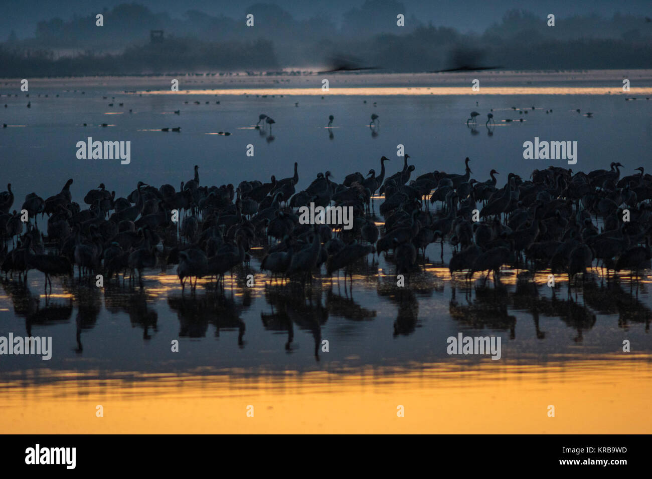 Hula Lake, Israel. Common Cranes, who pass through the Israel during their annual migration, stop to rest and Eat at the Hula Lake. Stock Photo