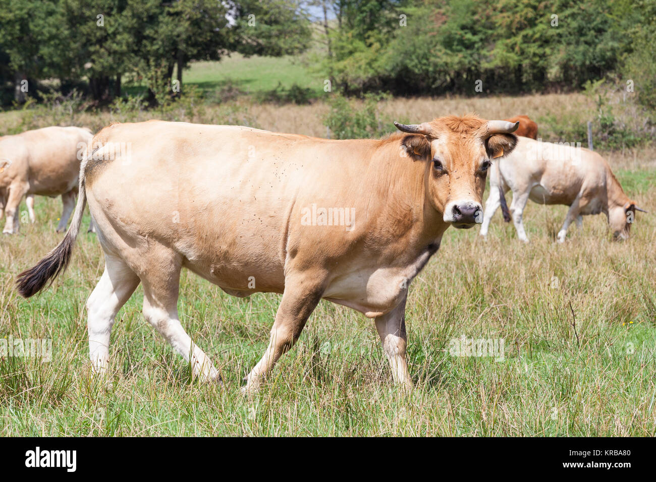 Aubrac beef cow in a pasture with a herd of cows, cattle looking at camera in a close up side view. French breed used for suckling and meat production Stock Photo