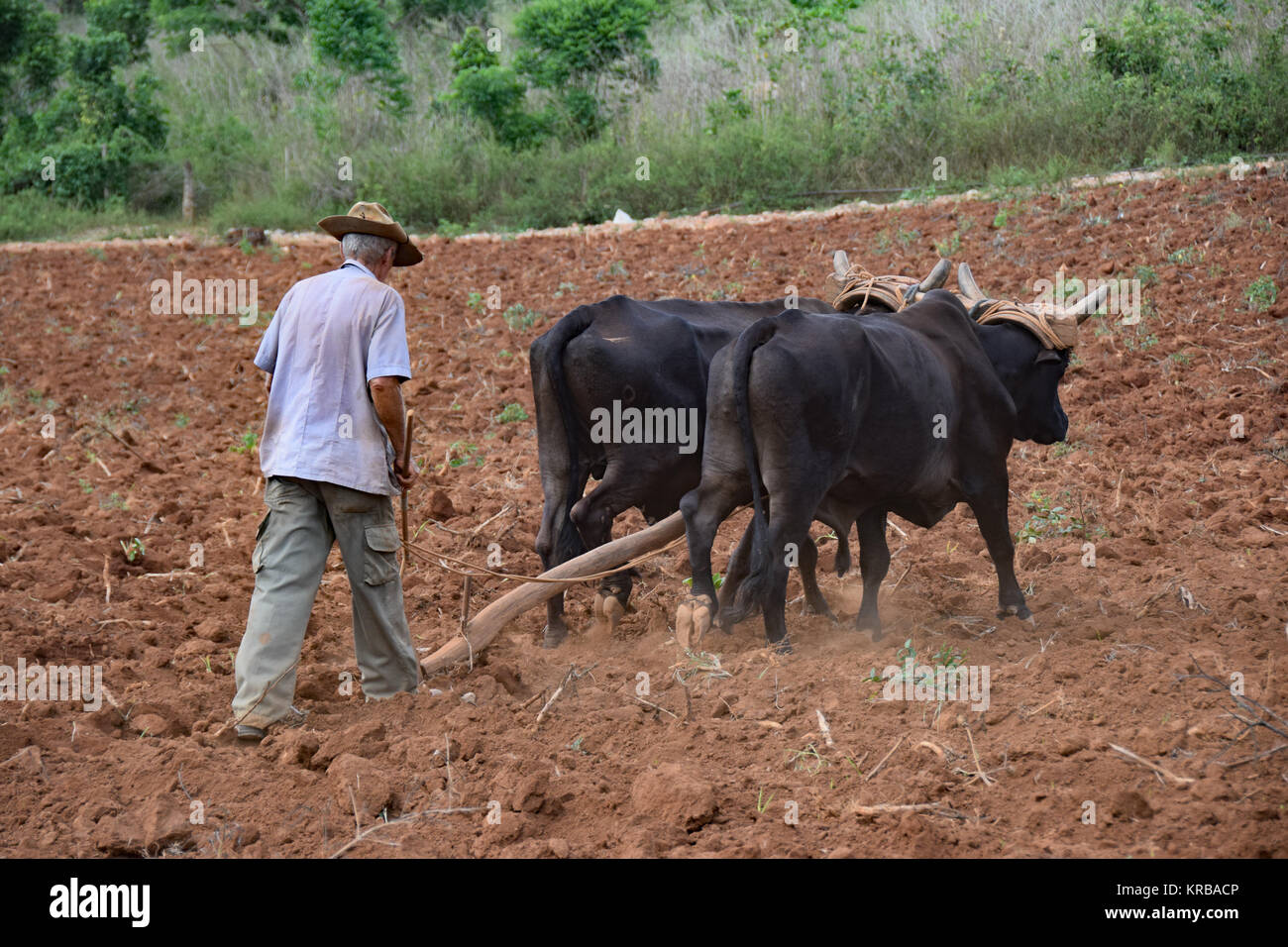 agriculture in cuba Stock Photo