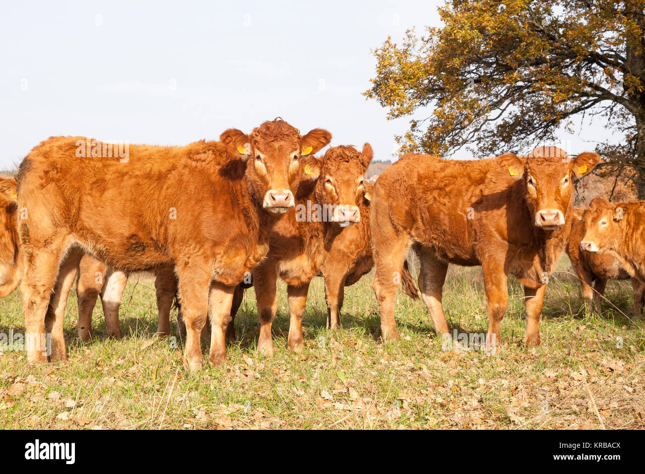 Herd of brown Limousin beef cattle, cows, steers evening light in an autumn pasture staring