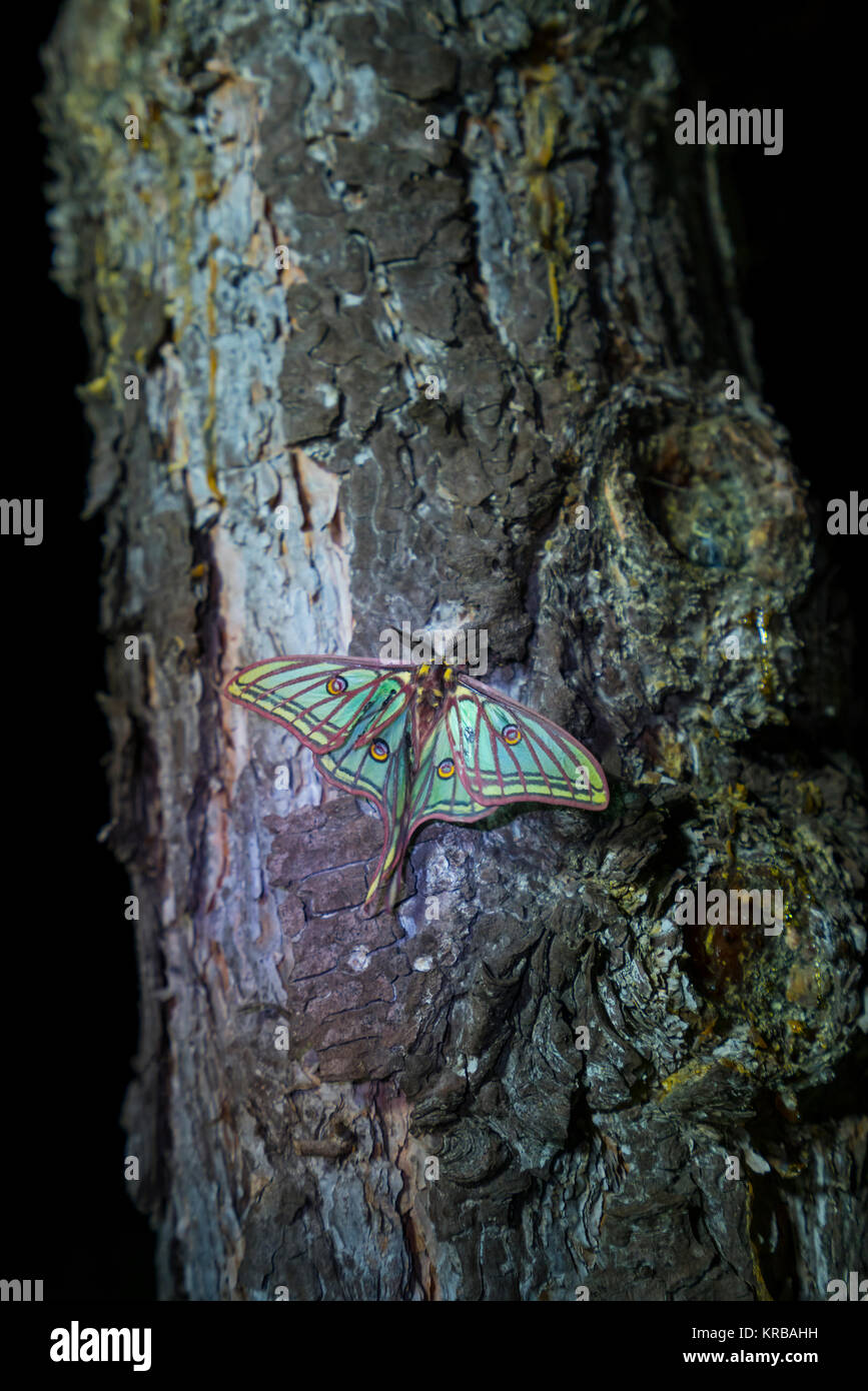 MARIPOSA ISABELINA - SPANISH MOON MOTH Spanish (Graellsia isabellae ...