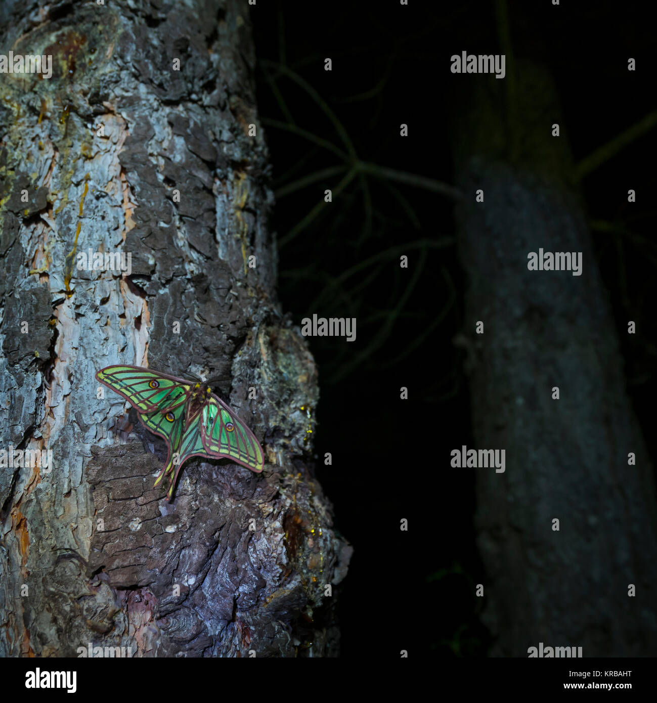 MARIPOSA ISABELINA - SPANISH MOON MOTH Spanish (Graellsia isabellae ...