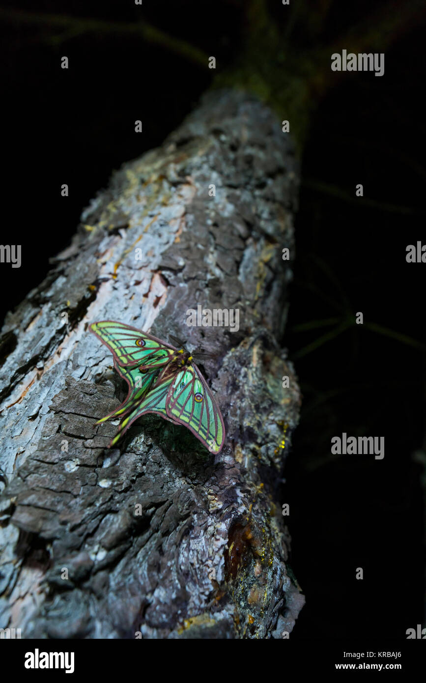 MARIPOSA ISABELINA - SPANISH MOON MOTH Spanish (Graellsia isabellae ...