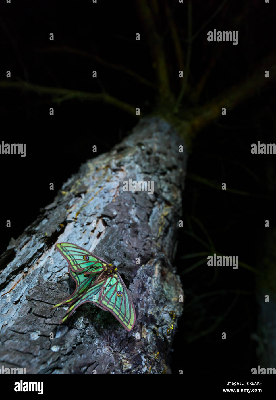 MARIPOSA ISABELINA - SPANISH MOON MOTH Spanish (Graellsia isabellae ...