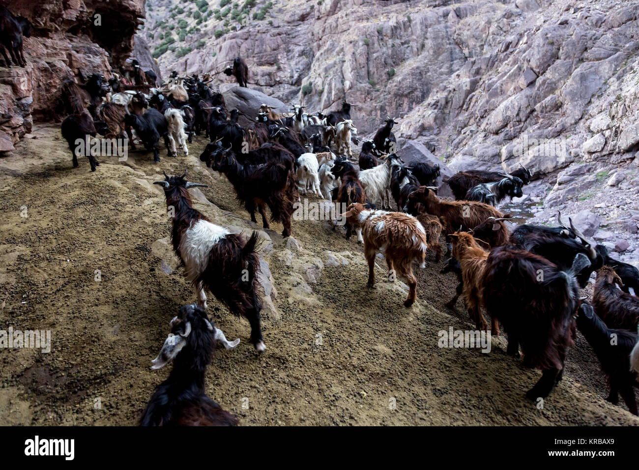 A flock of goats high at about 3000 meters above the sea level in Atlas ...