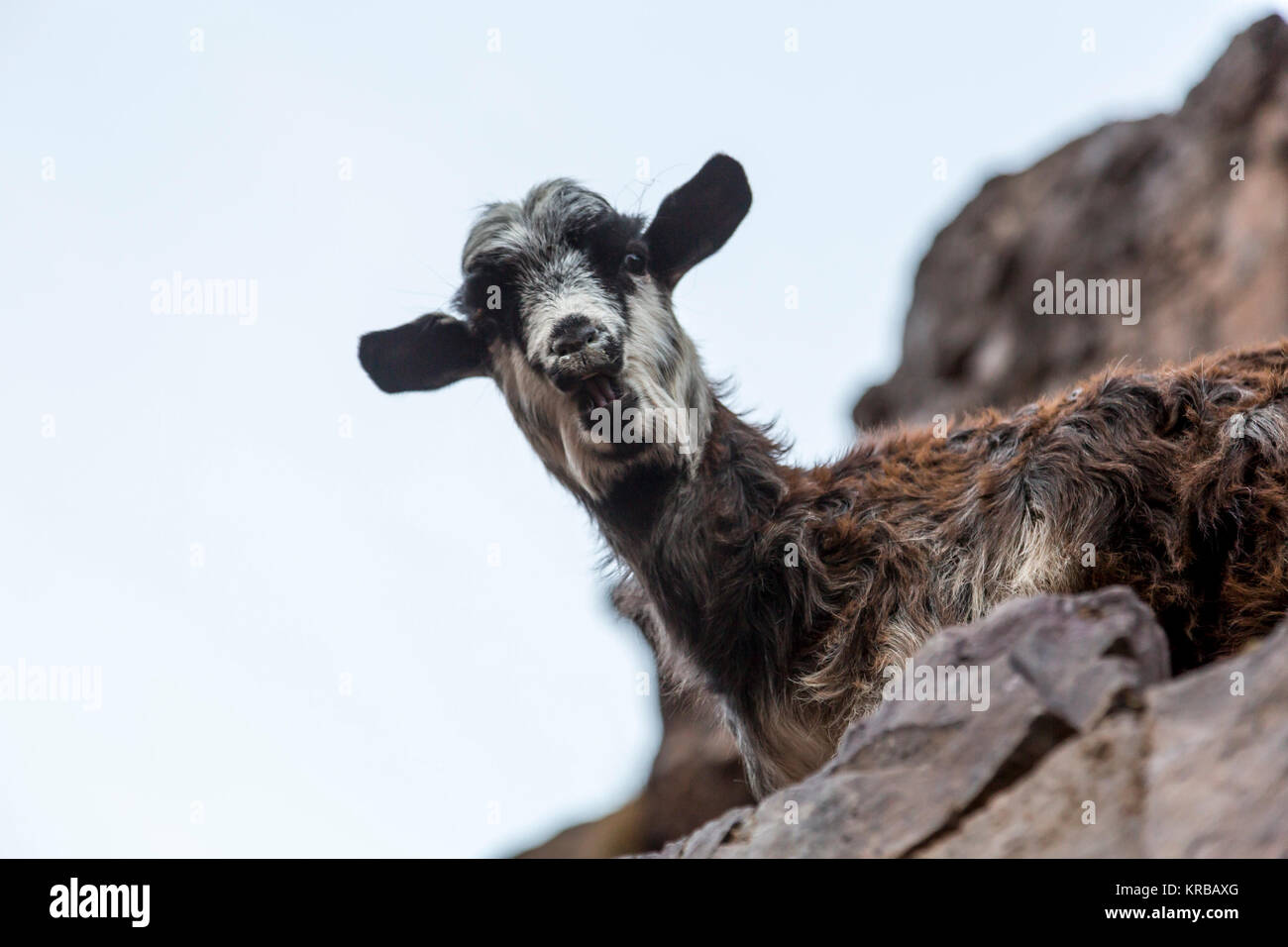 A flock of goats high at about 3000 meters above the sea level in Atlas ...