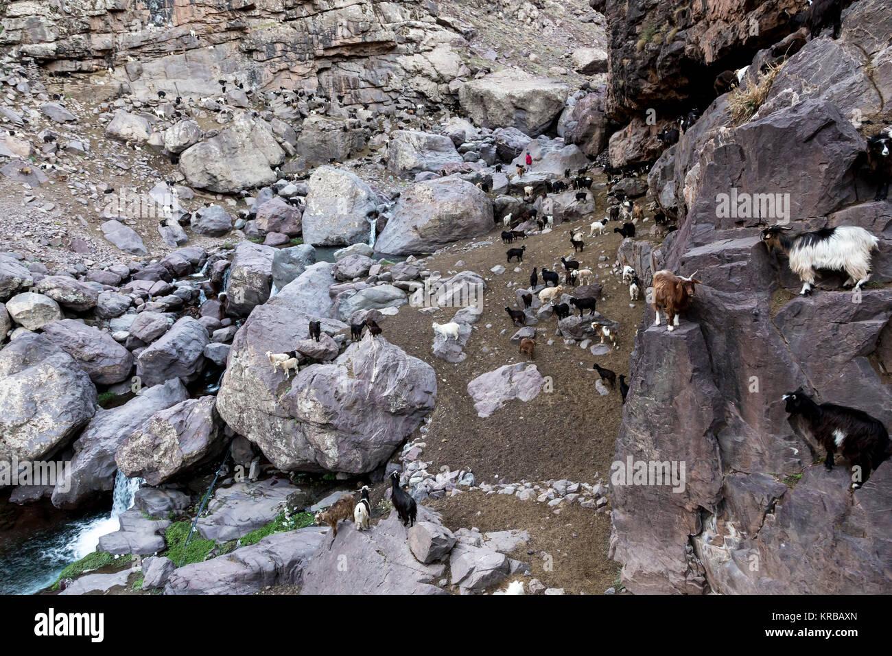 A flock of goats high at about 3000 meters above the sea level in Atlas ...