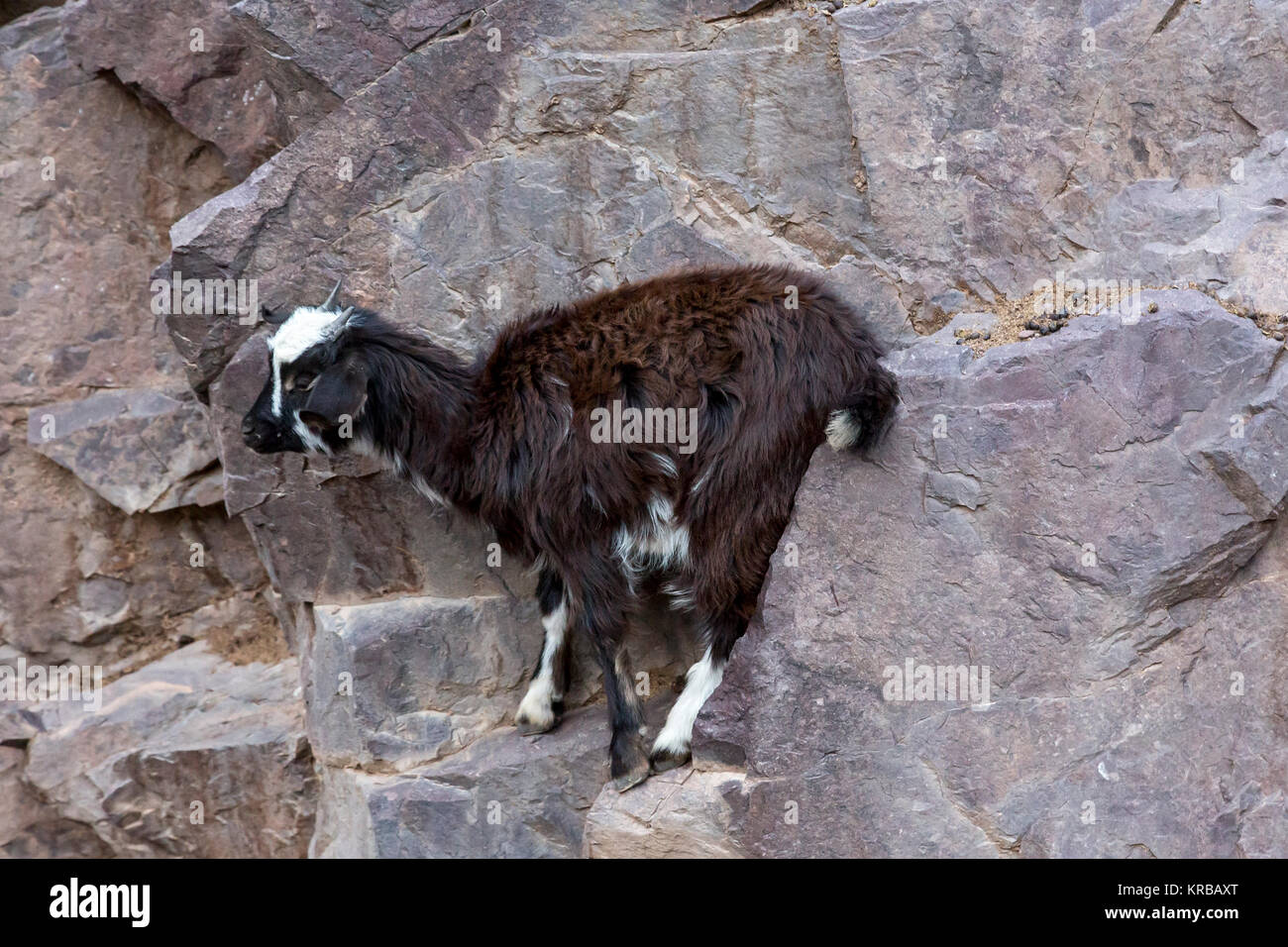 A flock of goats high at about 3000 meters above the sea level in Atlas ...