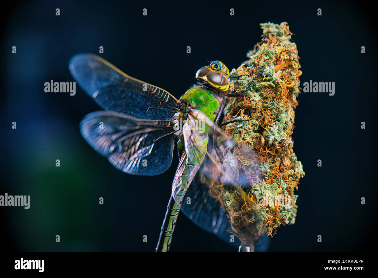 Nug Isolated Macro detail of cannabis nugs and dragonfly isolated over black ...