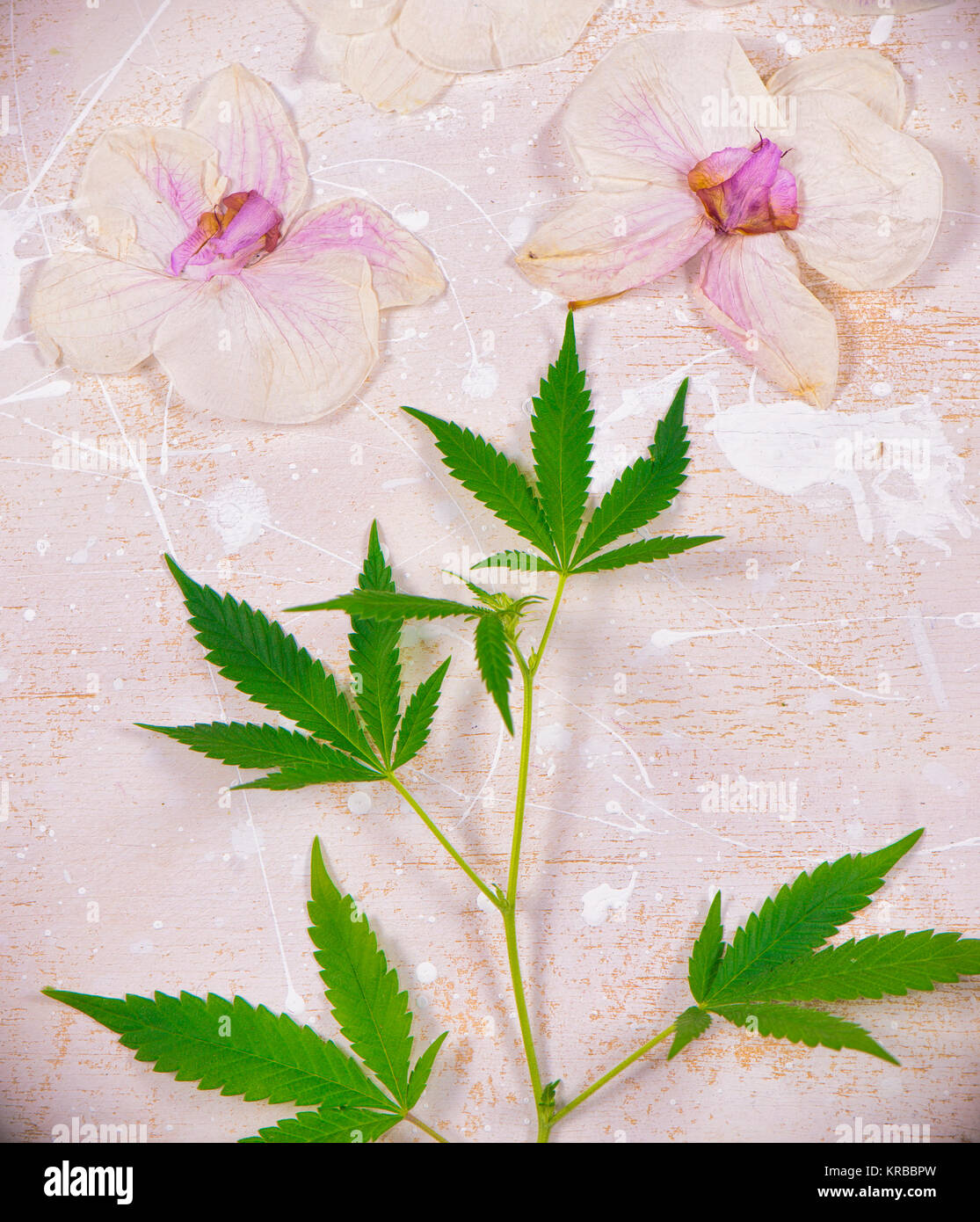 Cannabis leaves and dried pink orquid petals isolated over white background - marijuana spa concept Stock Photo