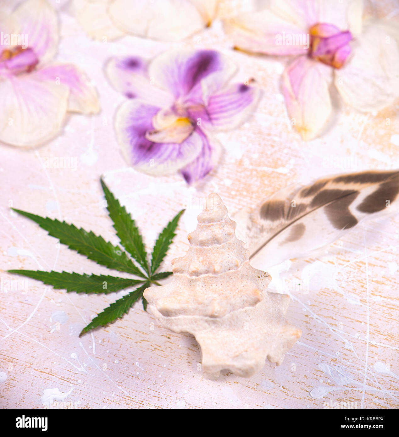 Cannabis leaves, shells and dried pink orquid petals isolated over white background - marijuana spa concept Stock Photo