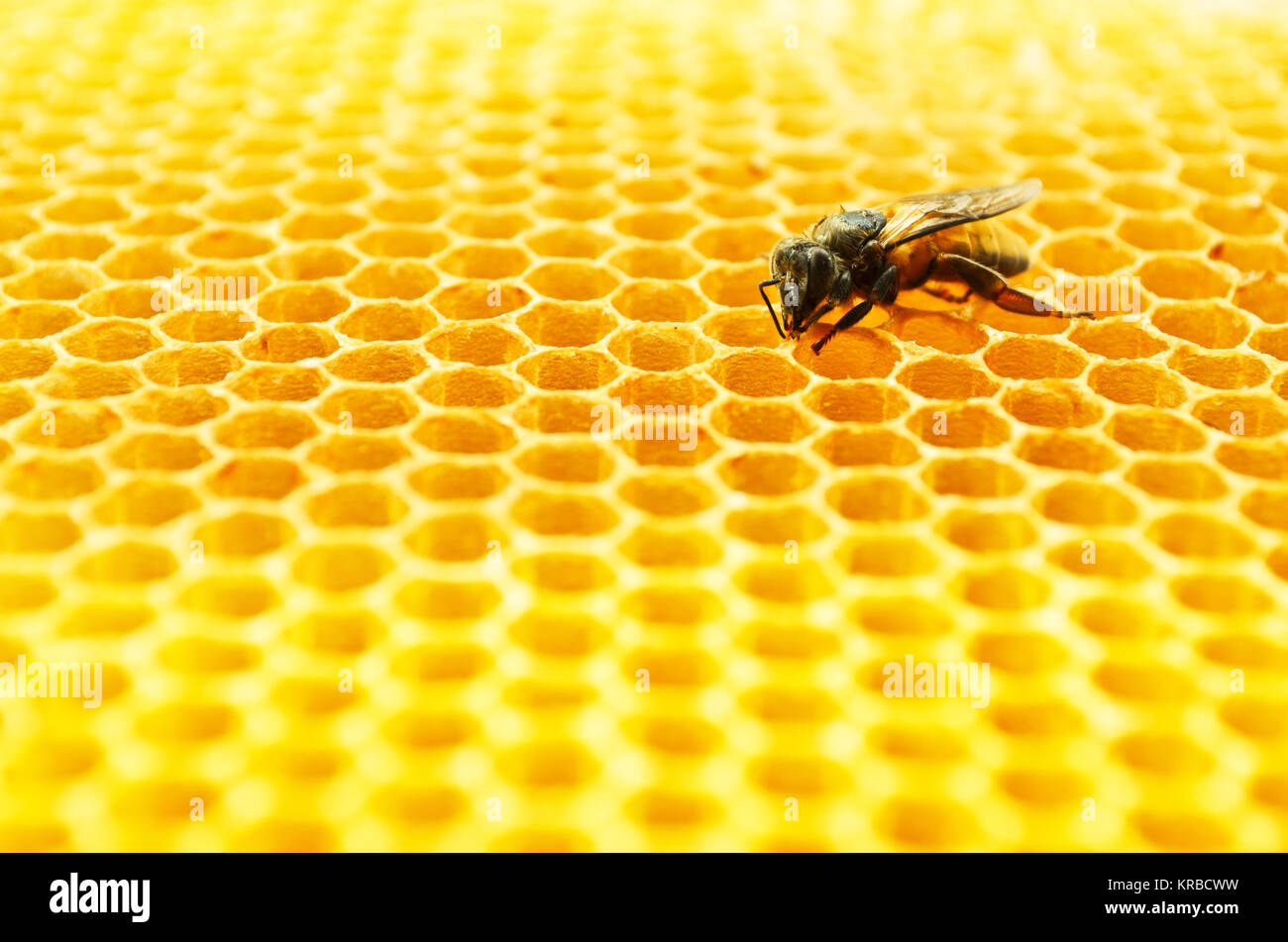 Bees honey cells Stock Photo