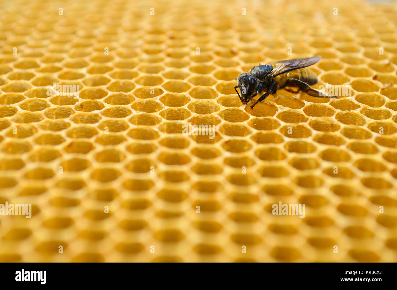Bees honey cells Stock Photo