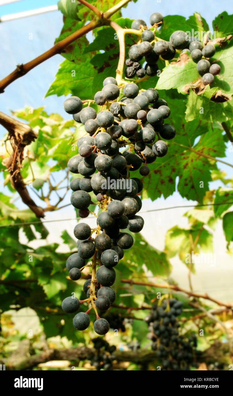 Bunch of red grapes on the vine with green leaves Stock Photo - Alamy