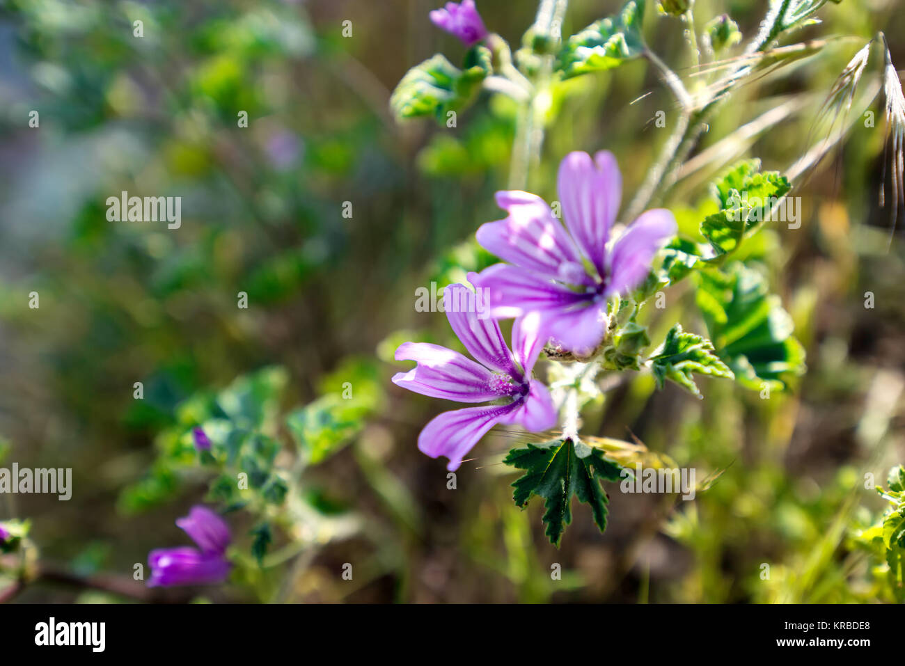 purple wild flowers Stock Photo - Alamy