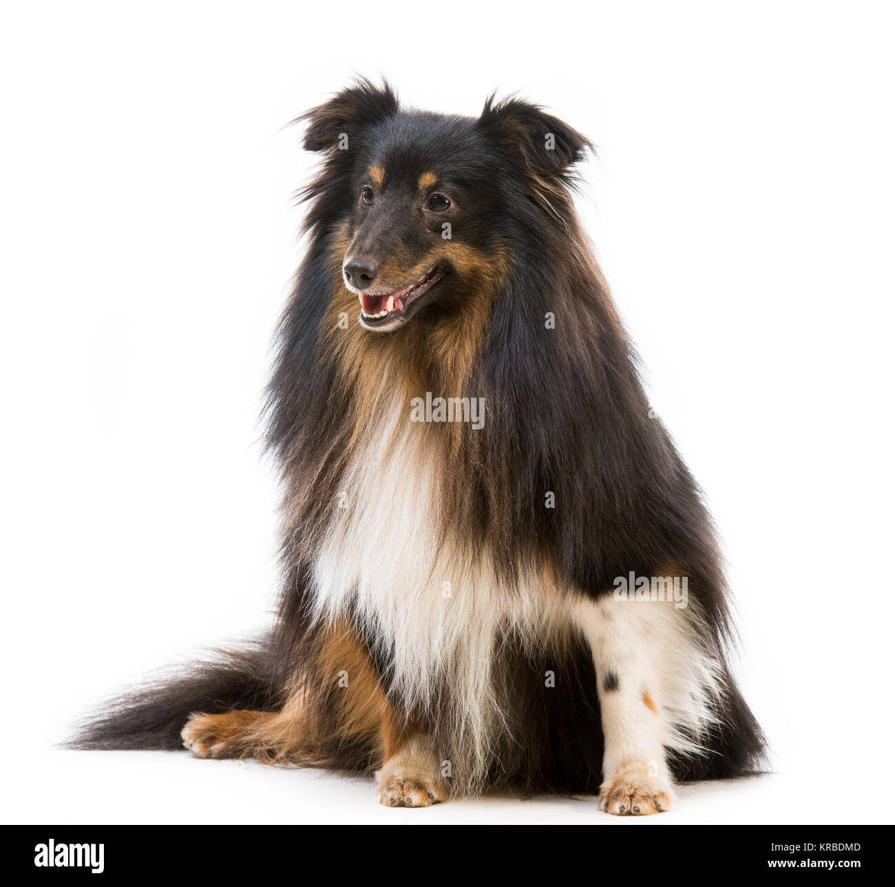 Scotch shepherd dog hires stock photography and images Alamy