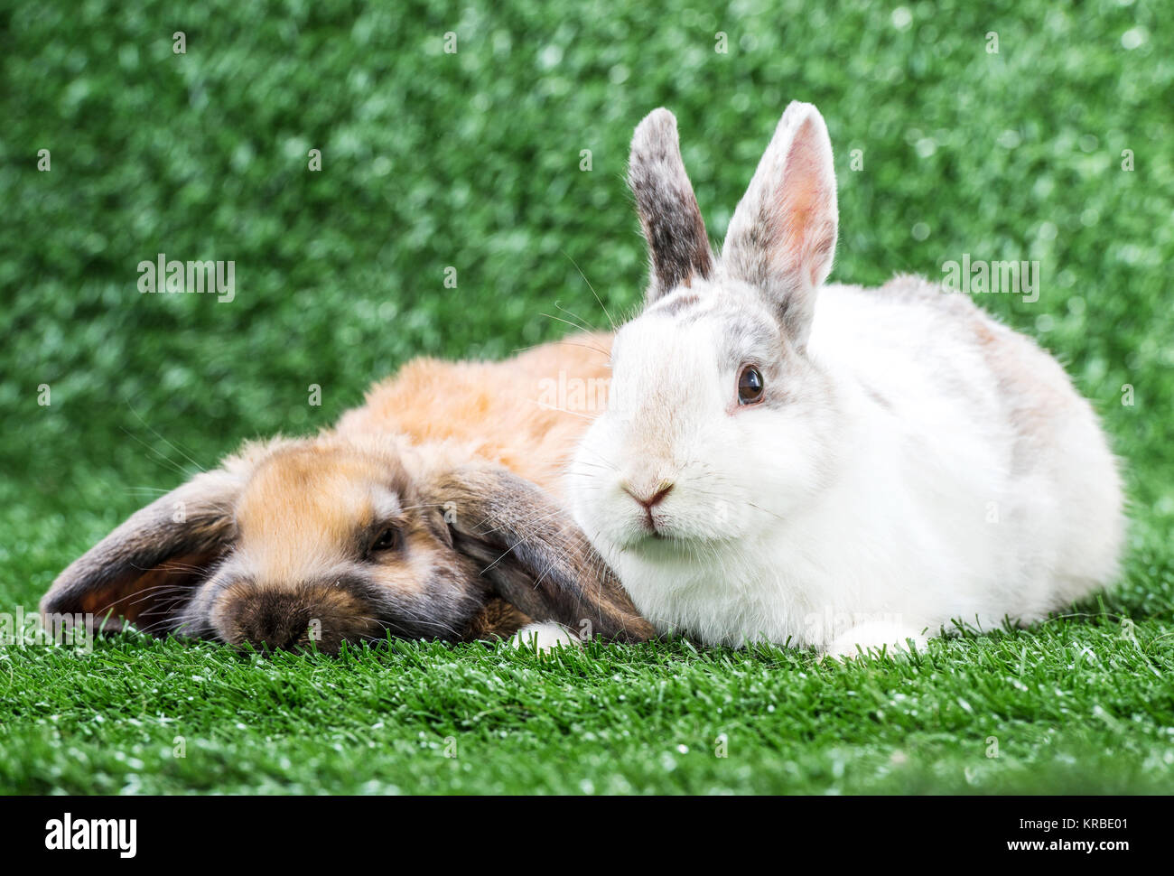 Two Rabbit Alamy two rabbits on grass Stock Photo - Alamy