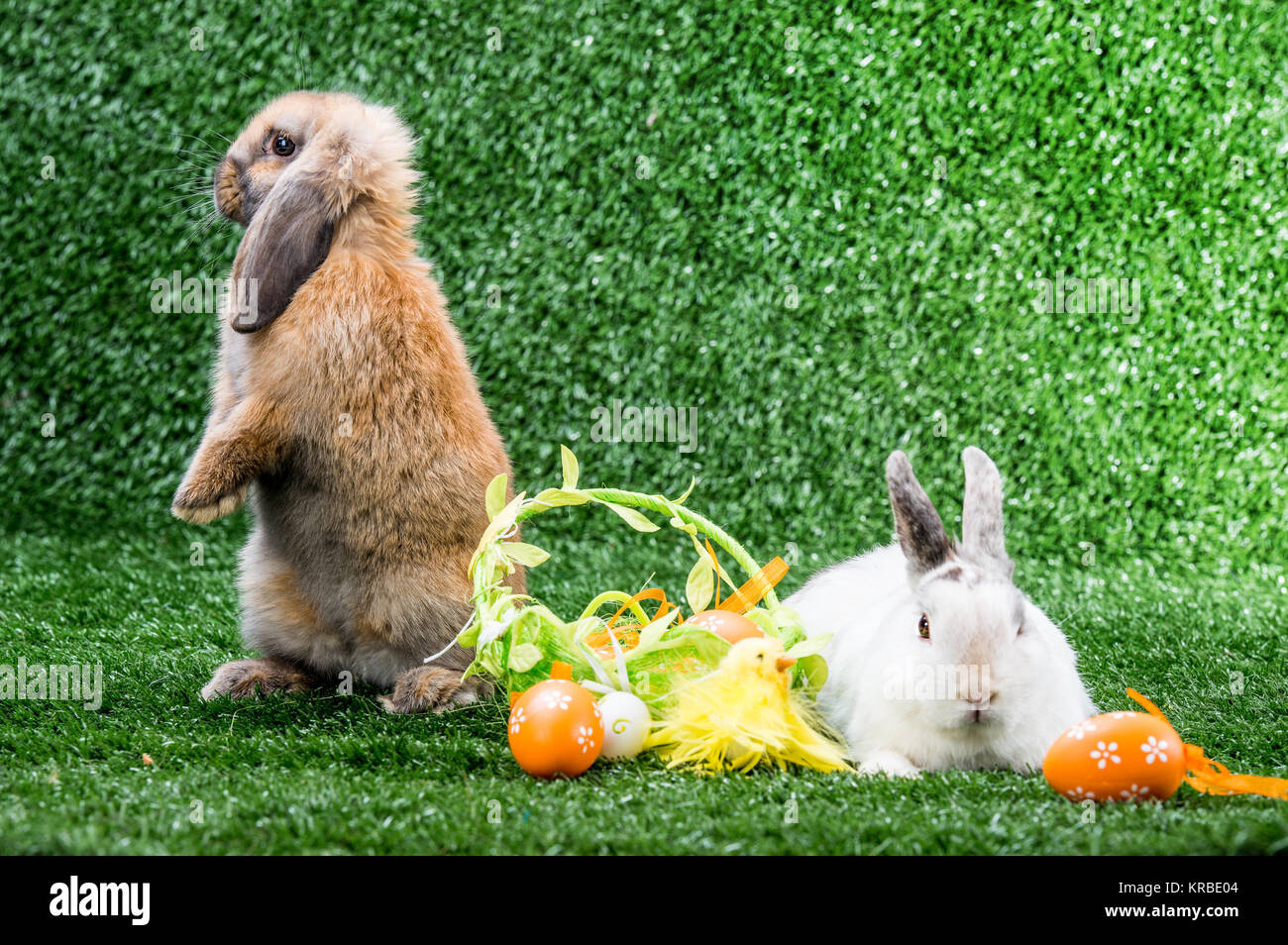 Two Rabbit Alamy two rabbits on grass Stock Photo - Alamy