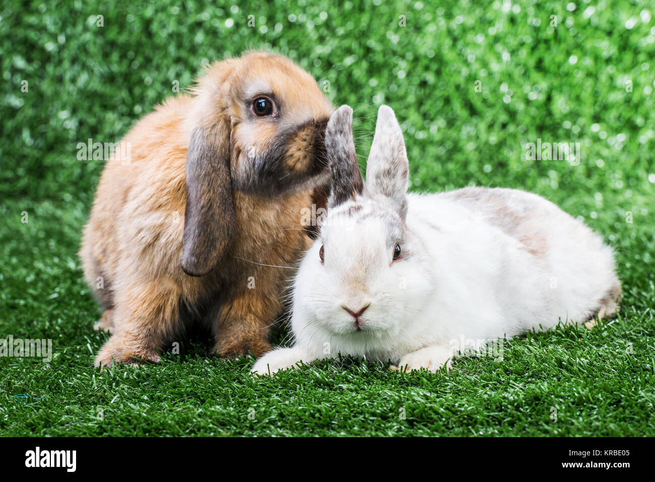 two rabbits on grass Stock Photo Alamy