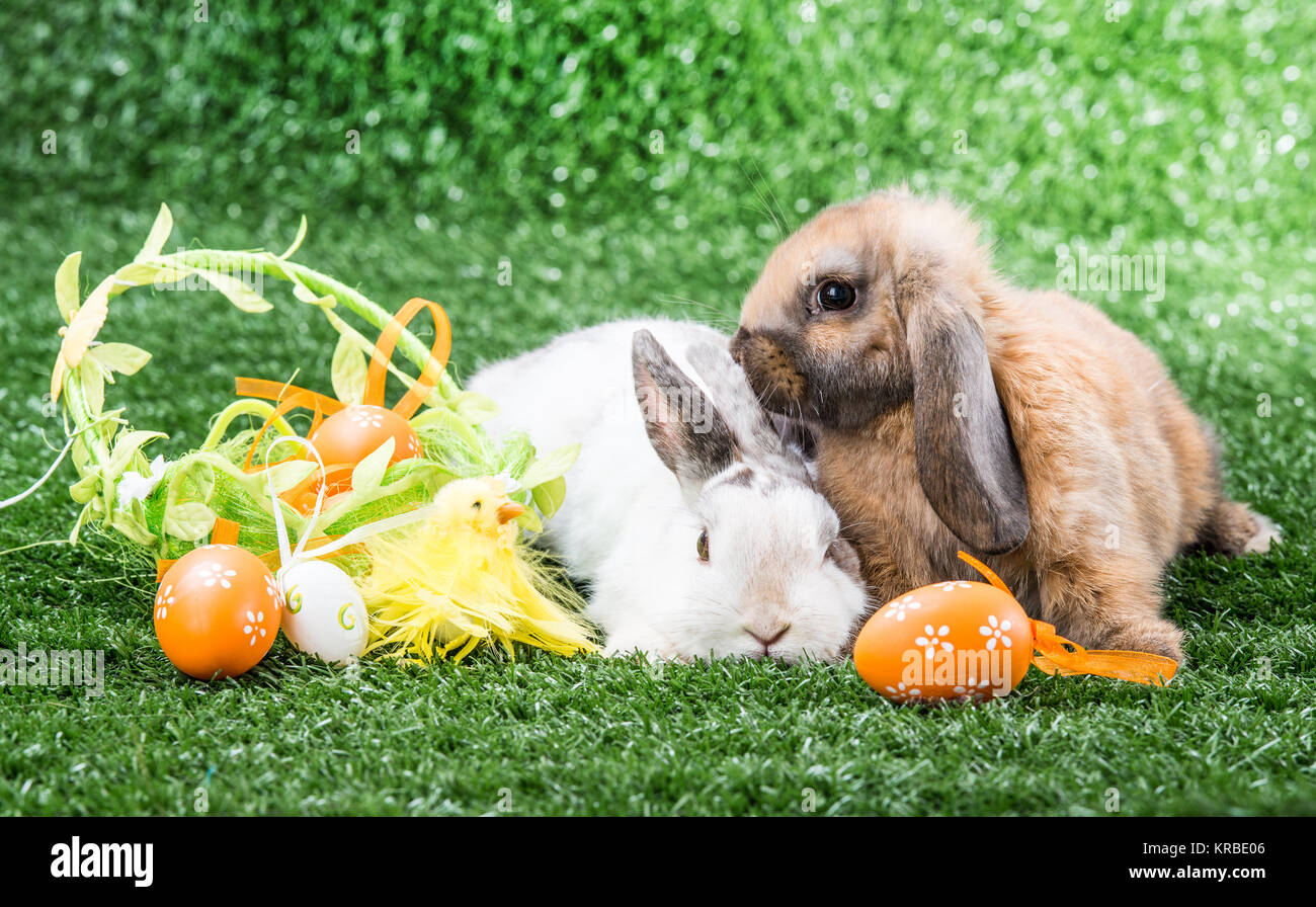 Two Rabbit Alamy two rabbits on grass Stock Photo - Alamy