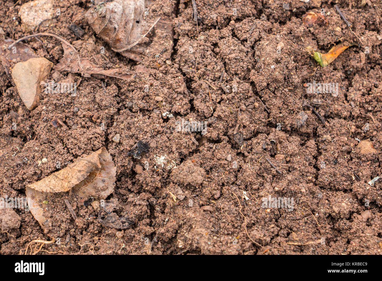 Brown fertile soil, dry field, dry leaves Stock Photo