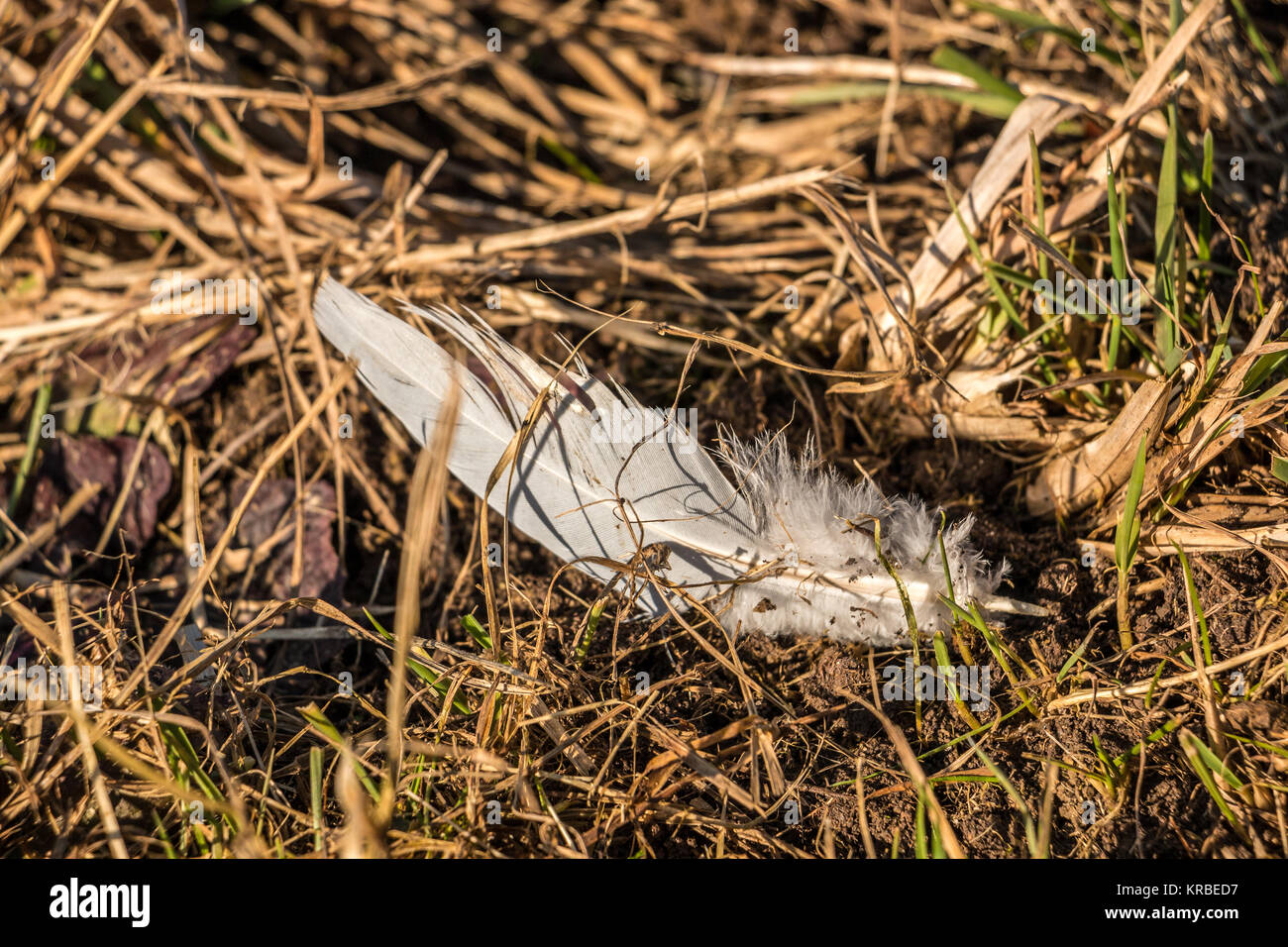 White feather on the ground of the field Stock Photo