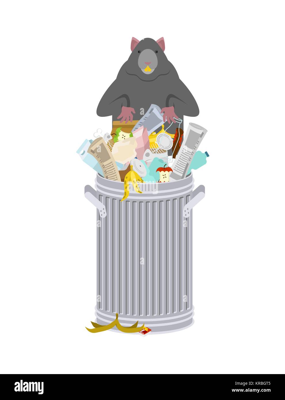 Rat in garbage can. Rodent in trash. big mouse in Dumpster. Vector