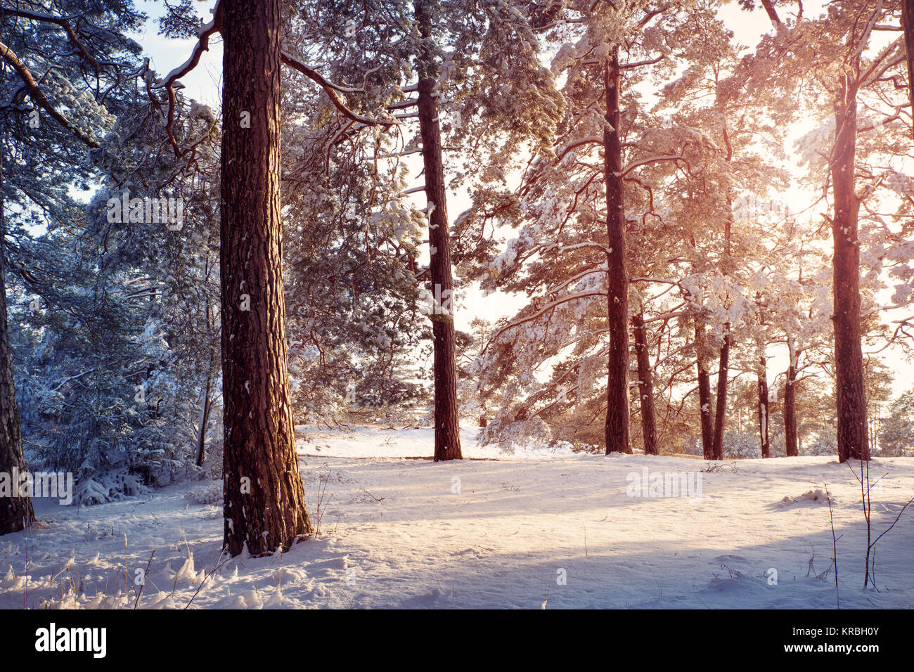 Pine trees covered with snow Stock Photo - Alamy