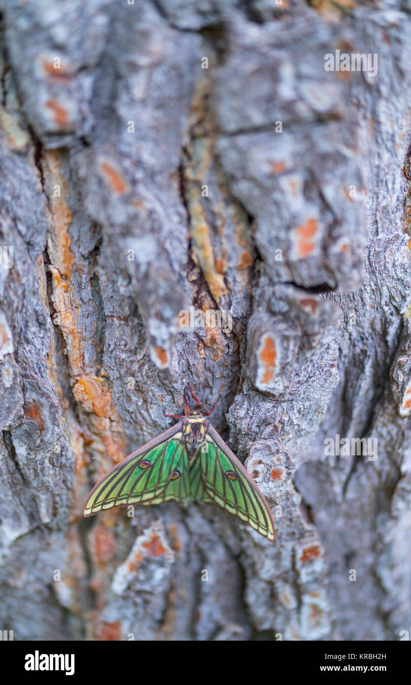 MARIPOSA ISABELINA - SPANISH MOON MOTH Spanish (Graellsia isabellae ...