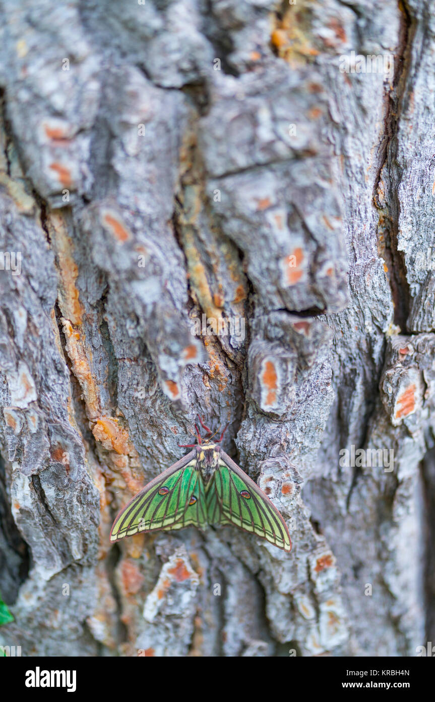 MARIPOSA ISABELINA - SPANISH MOON MOTH Spanish (Graellsia isabellae ...