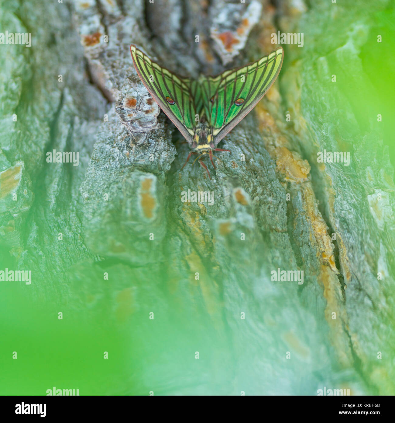 MARIPOSA ISABELINA - SPANISH MOON MOTH Spanish (Graellsia isabellae ...