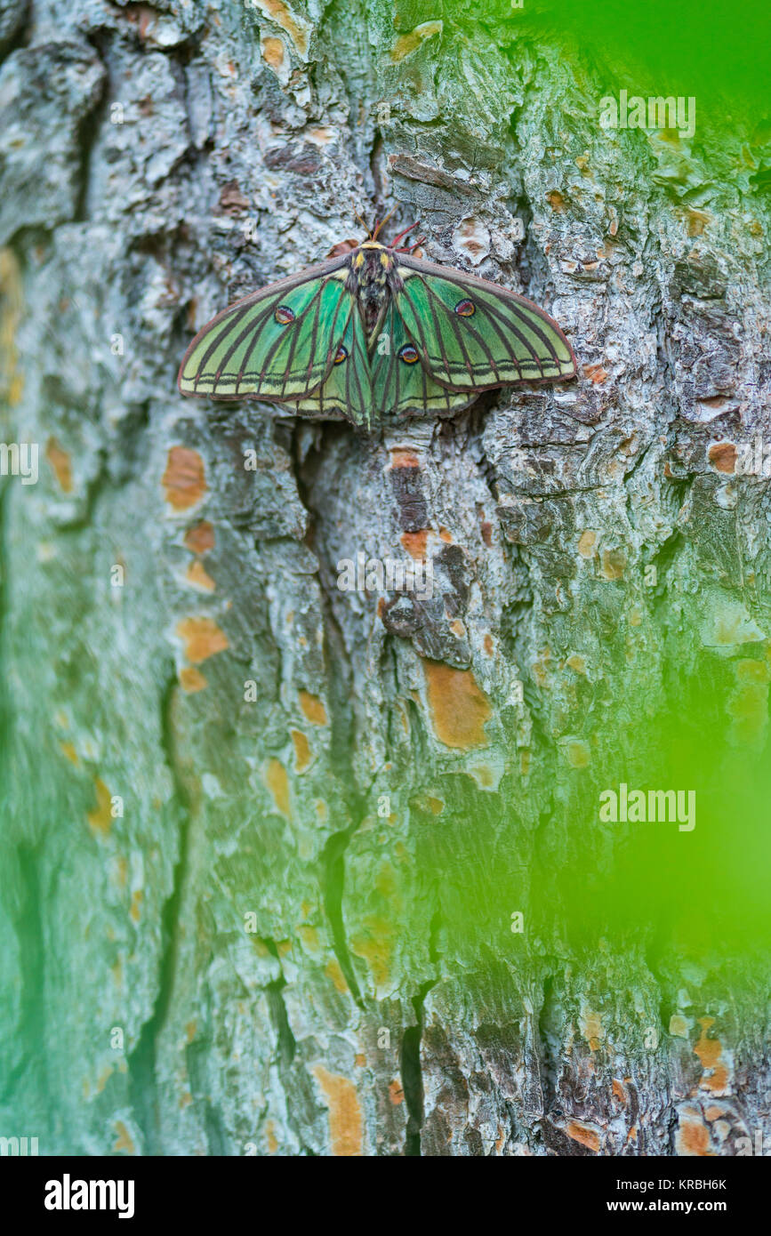 MARIPOSA ISABELINA - SPANISH MOON MOTH Spanish (Graellsia isabellae ...