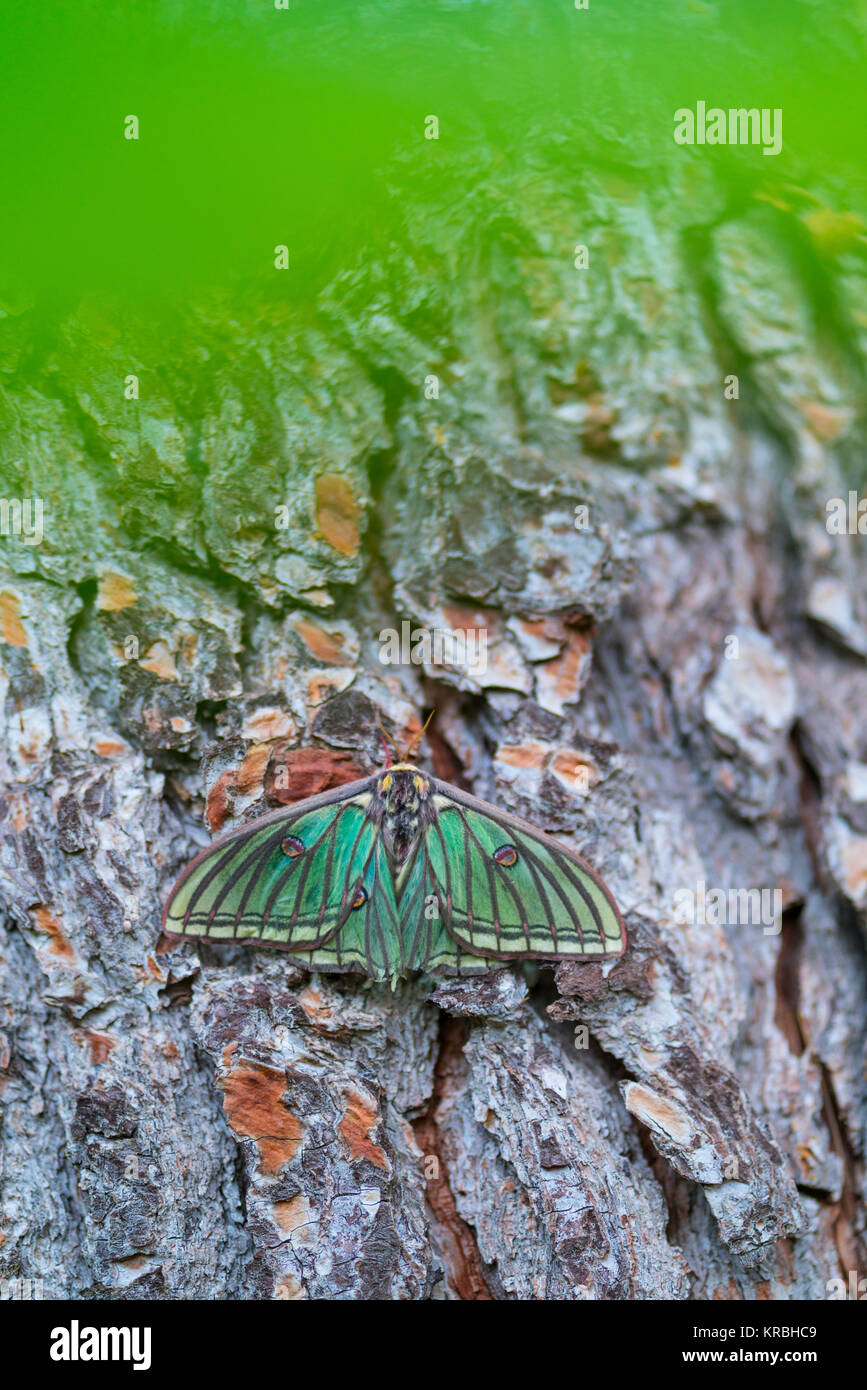 MARIPOSA ISABELINA - SPANISH MOON MOTH Spanish (Graellsia isabellae ...