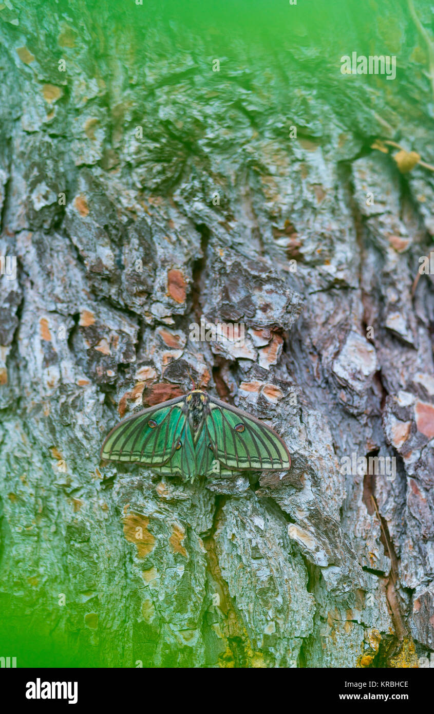 MARIPOSA ISABELINA - SPANISH MOON MOTH Spanish (Graellsia isabellae ...