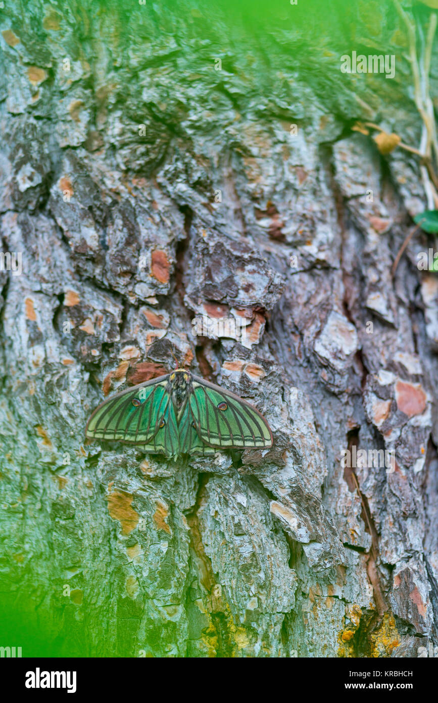 MARIPOSA ISABELINA - SPANISH MOON MOTH Spanish (Graellsia isabellae ...