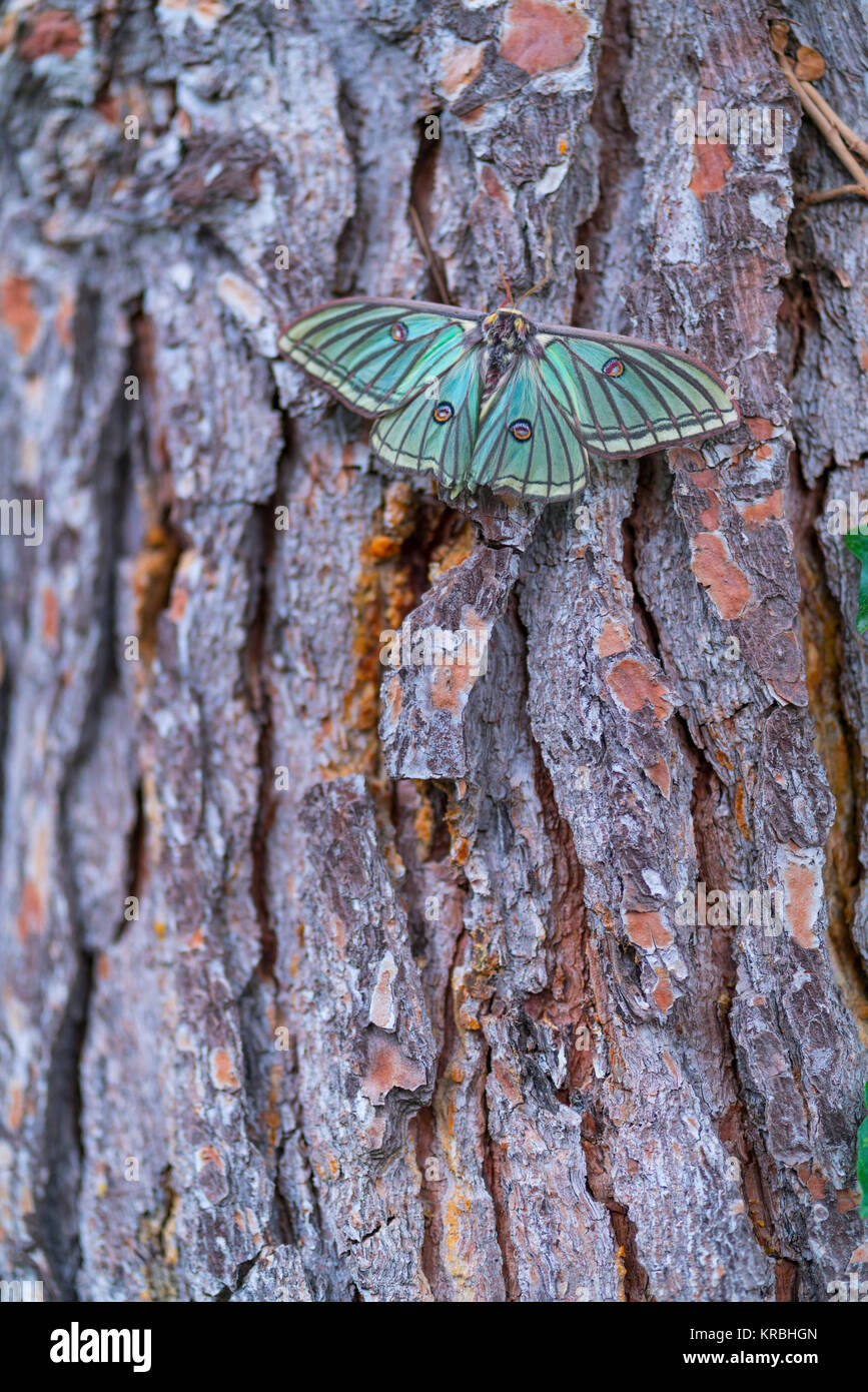 MARIPOSA ISABELINA - SPANISH MOON MOTH Spanish (Graellsia isabellae ...