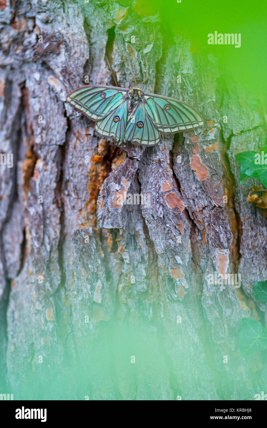 MARIPOSA ISABELINA - SPANISH MOON MOTH Spanish (Graellsia isabellae ...
