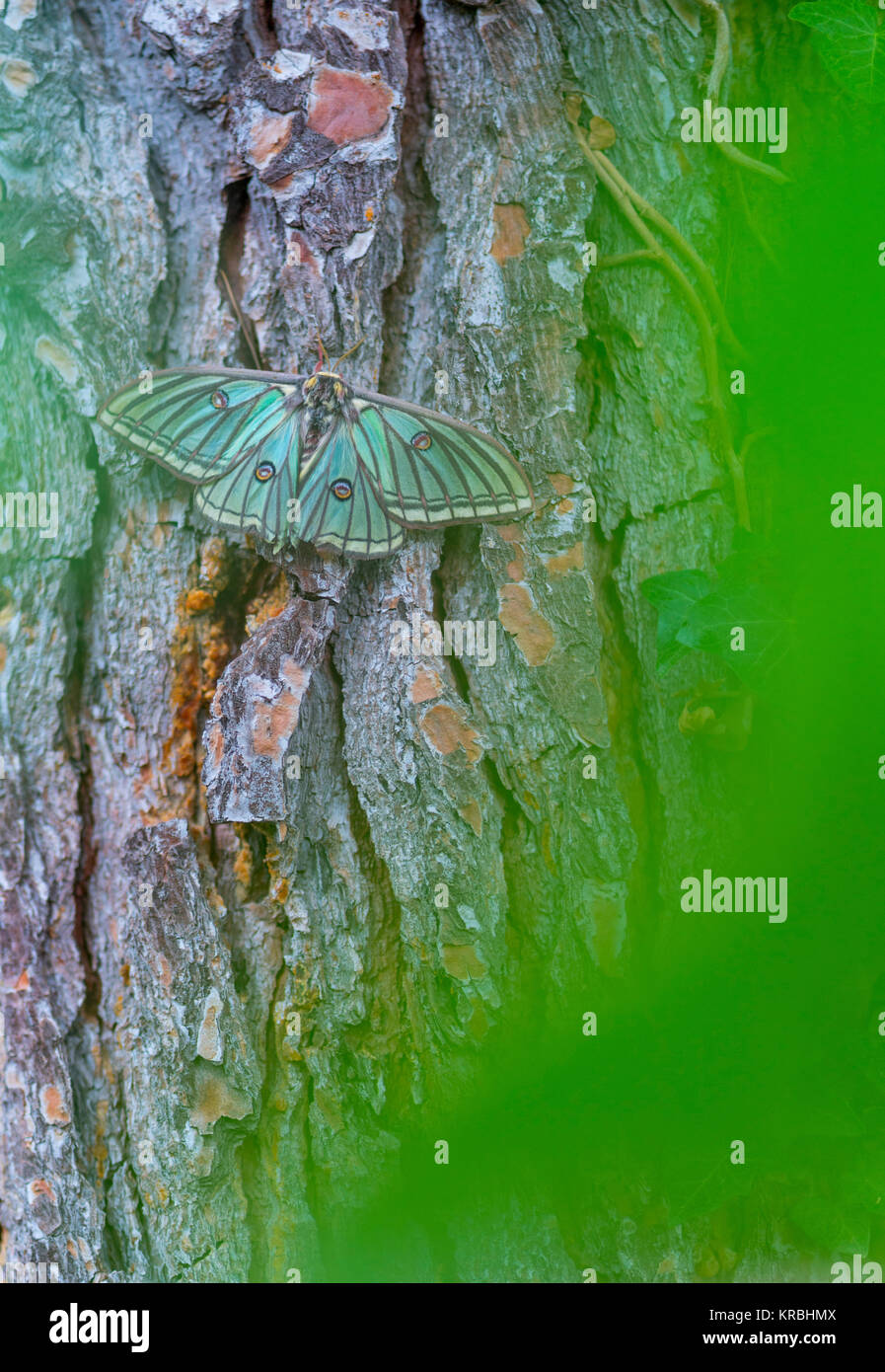 MARIPOSA ISABELINA - SPANISH MOON MOTH Spanish (Graellsia isabellae ...