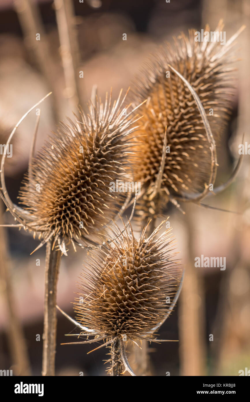 Dry brown thistle near by the rails Stock Photo