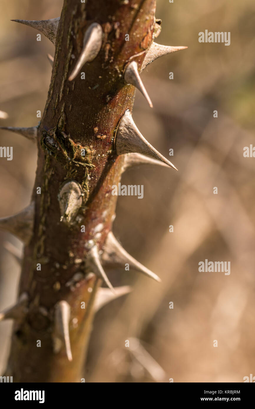 Sharp spines on a big dry branch Stock Photo