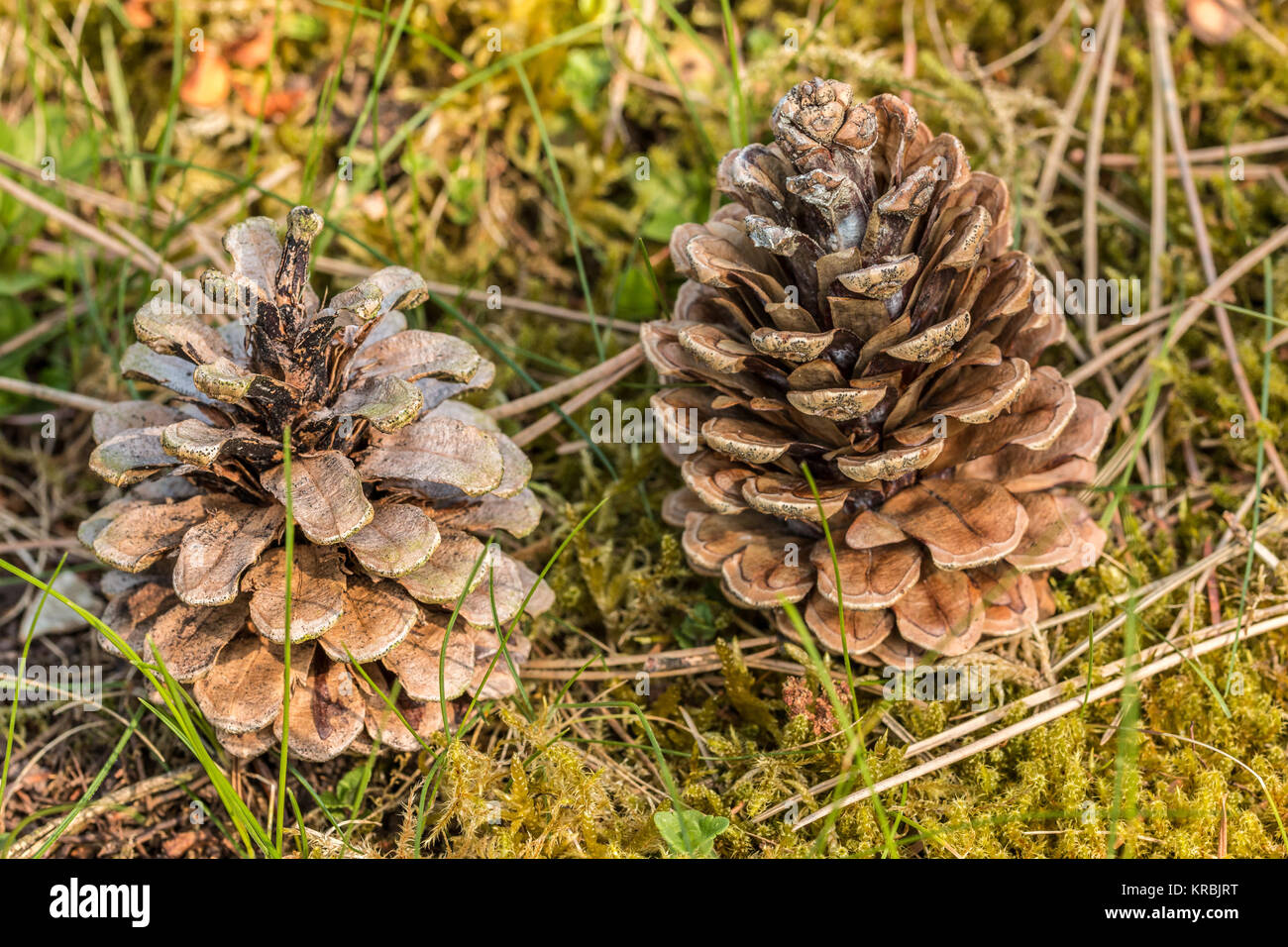 Fallen fir cones on the green moss of the garden Stock Photo
